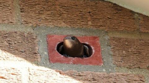 A swift poking its head out of one of the bricks, which have a nesting box built into them.