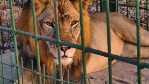 An image of a caged lion in Tanzania