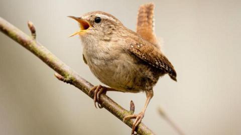 A bird with its beak open sits on a twig. The bird is mainly brown in colour with some white feathers.