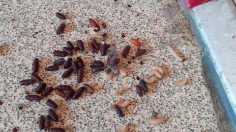 A group of maggots on the floor of a block of flats.