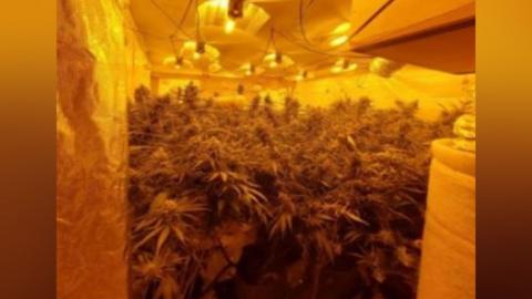 A thick collection of cannabis plants can be seen inside a room, with lighting. The room is glowing yellow.