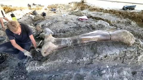 Dinosaur excavation