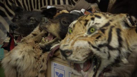 Taxidermy heads of a tiger and bears.