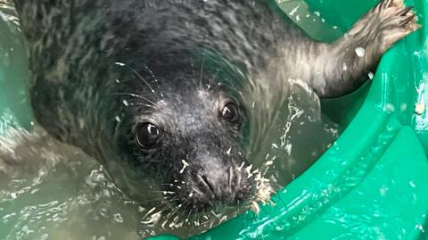 Grey seal staring at camera in his paddling pool with whiskers full of fish flesh. 