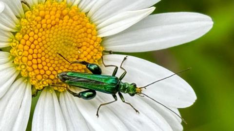 TUESDAY - A bright green insect sitting on a white and yellow flower in a park in Windsor