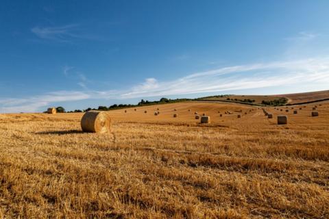 A harvested field of wheat in which can be seen several large roundrels of hay