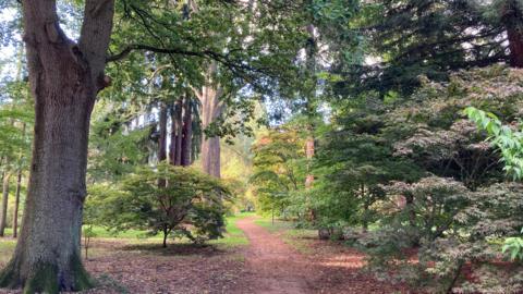 A path winds its way through a wood. There are tall trees either side of the path - most of the leaves are still green. There is also a large tree trunk in the foreground on the left and you can only just see its branches as they spill over into the top of the picture.