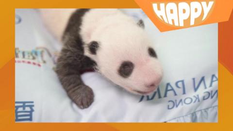 A panda cub and the happy logo