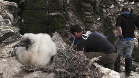 Sealgairean air Sùlaisgeir