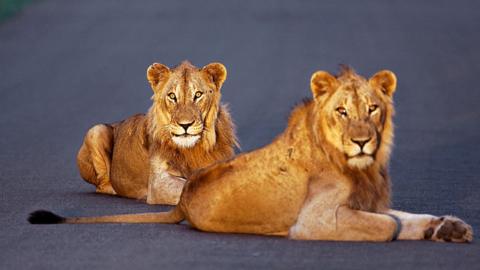 Lions in Kruger National Park in South Africa