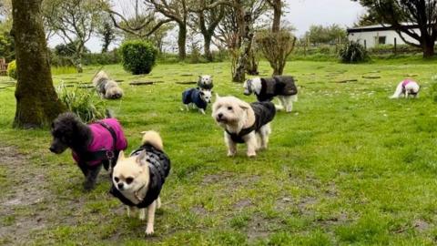 Dogs at the Poldarves sanctuary