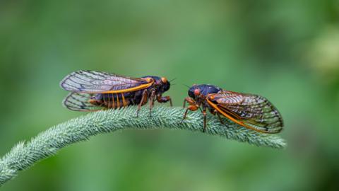 A close up of two Cicadas resting on a dragonfly plant.