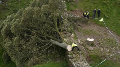 Tree cut down on its side on top of Hadrian's Wall and surrounded by police tape