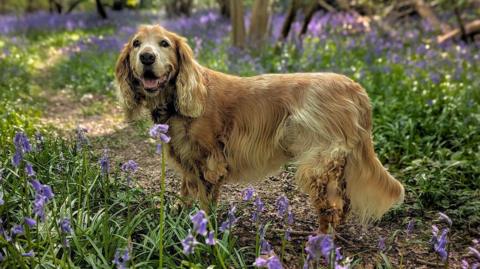 A dog looks towards the camera with its mouth open, looking happy. The dog has a brown, blonde coat and stands on a woodland path between bluebells.