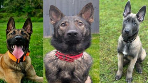 Pictured left to right, Jasper, Dutch and Axel have all gone from being abandoned puppies to becoming qualified young police dogs