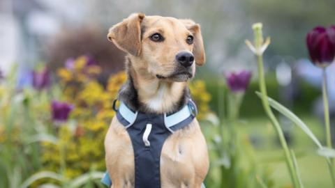 A dog is sat in a field with multicolored flowers. The dog has cream coloured fur, a black nose and brown eyes.