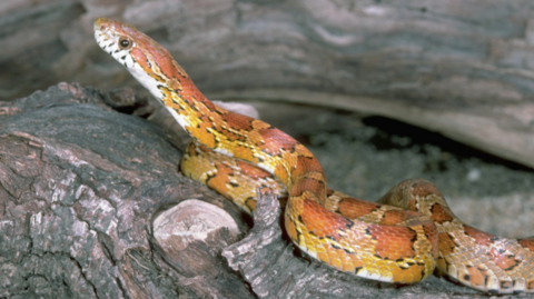 A corn snake