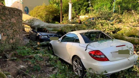Cars crushed by trees