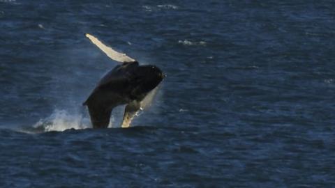 A humpback Whale