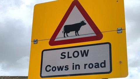 Slow cows in road sign