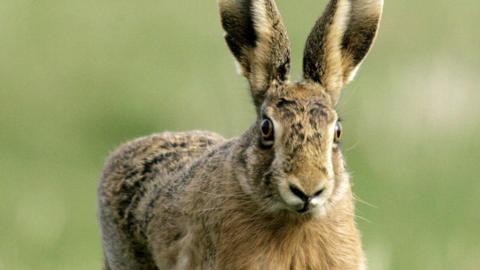 A hare