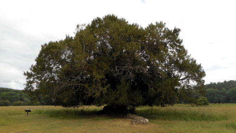 Waverley Abbey yew tree