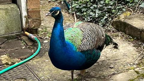 Pete the Peacock standing in someone's garden 