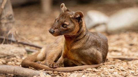 A fossa, with brown fur and light brown eyes, is curled up on a floor of wood chippings and resting on its long tail