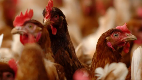 A close-up of poultry, with the heads of three chickens rising above a large flock.