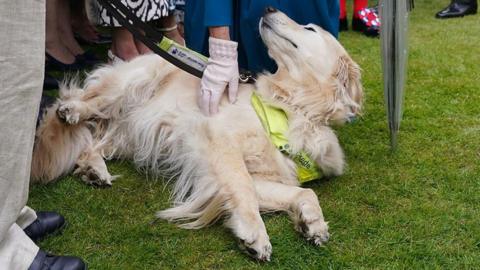 Queen Camilla's gloved hand is seen rubbing Jeanette Binns' labrador, Haworth, as he lies on the grass with his eyes closed