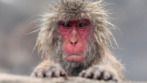 Japanese snow monkey