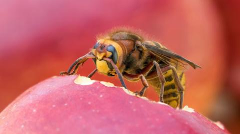 The picture shows a close‑up of a hornet feeding on the surface of a red fruit. The insect has a yellow face, dark eyes, a reddish‑brown head and thorax, and a banded abdomen with yellow and darker brown stripes. It has clear wings folded along its back and is standing on the smooth skin of what looks like an apple.