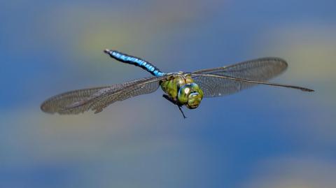 There is only one object in this picture - a blue dragonfly in mid flight, it's wings look like they are static such is the speed of the camerawork used to capture it.