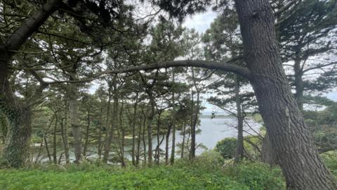 A stand of tall pine trees overlooks a calm body of water, with dense green undergrowth in the foreground. Thick branches stretch across the scene, framing views of the water and surrounding greenery under an overcast sky.