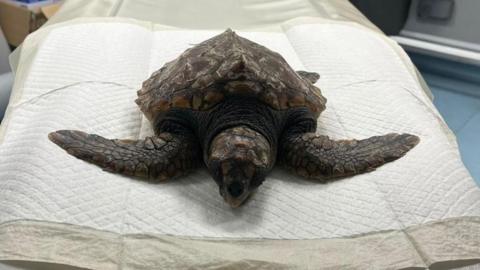 A picture of a loggerhead turtle that washed up on the beach. It is laid on a table in a vet room.