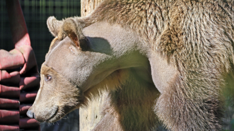 Boki the brown bear with a shaved patch on his head, neck and shoulder. 