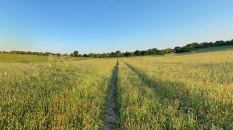 Crops and long grass at Spencer's Farm