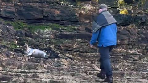 Still from the social media footage showing a man from behind wearing a blue jacket and dark covering, black trousers, boots and a flat cap standing on rocks near a seal pup