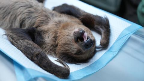 A sloth lies on a puppy pad on its back. It's arms are by its head. Its mouth is open and its eyes are closed with a pink tongue lolling to the side