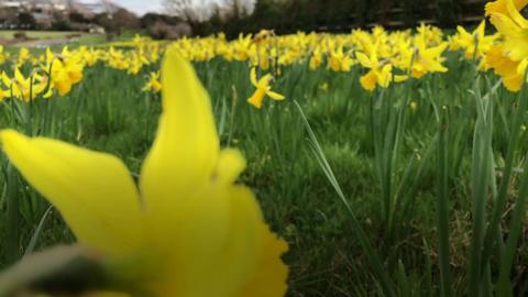 Daffodils