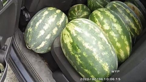 Eight large watermelons on the back seat of a car 