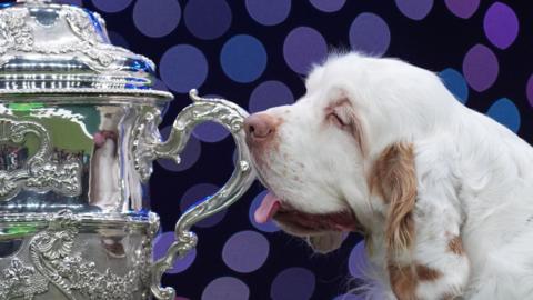 Crufts winner Clumber spaniel named Bruin is seen next to his trophy