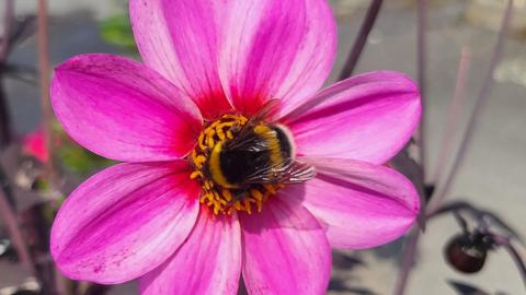 A bee in the middle of a flower which has neon pink petals.