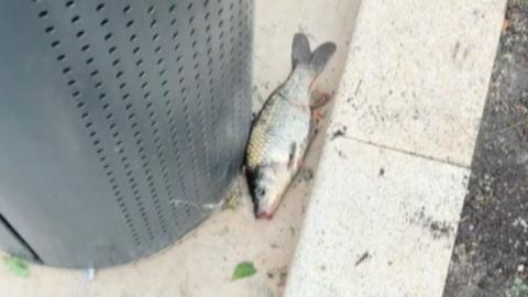 A fish stranded on a paved surface beside a perforated metal bin, lying on its side in a narrow gap between the structure and a concrete curb.