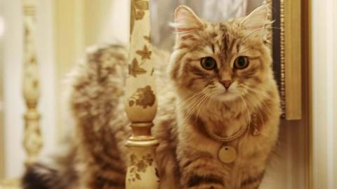 The Lanesborough has hosted many celebrities, including Sylvester Stallone, Madonna and Stevie Wonder. But Lilibet the resident cat loves to steal the limelight.