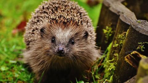 A hedgehog looking at the camera