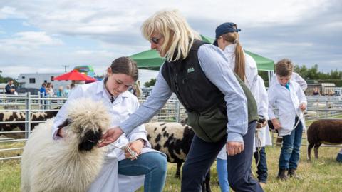 A woman inspecting a sheep at an agricultural show in North Yorkshire 