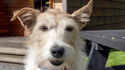 Skye, a white and brown mixed terrier. She wears a gps tracker on her red collar. She is stood next to a picnic bench and behind her is a wooden holiday lodge.
