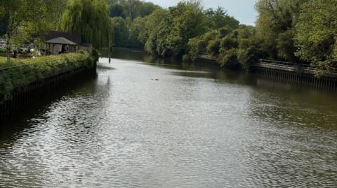 A shot of a dolphin breaking the surface of the water at a lock, with trees surrounding the footpaths on either side.