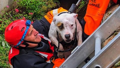 Dog being rescued from the water